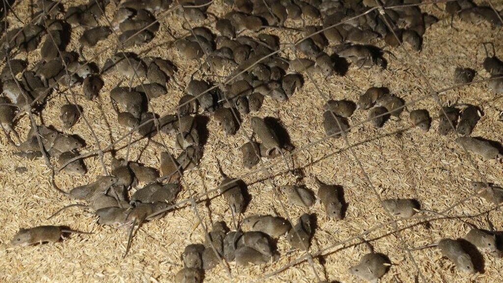 Plaga de ratones: los residentes informan de encuentros aterradores mientras