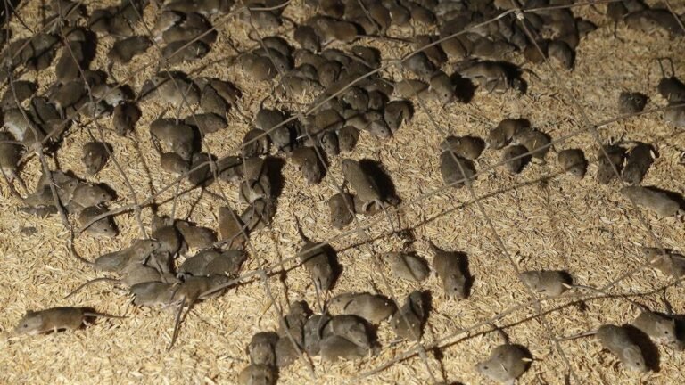 Plaga de ratones: los residentes informan de encuentros aterradores mientras
