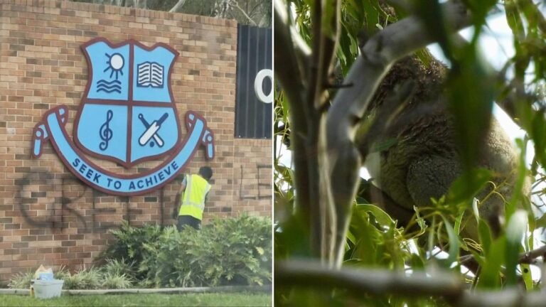 Se encontró un koala durante la controvertida tala de árboles