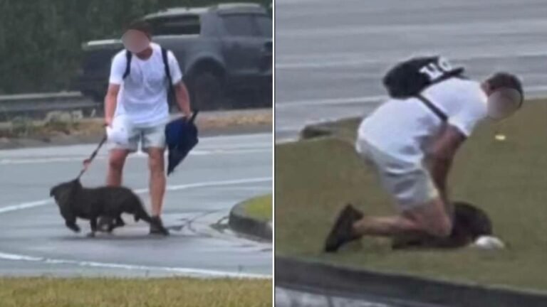 'Tirando, asfixiando, pateando': las denuncias de crueldad hacia perros provocan