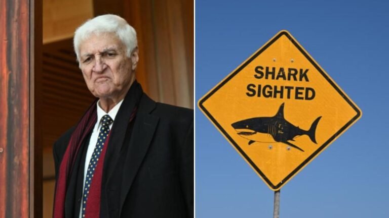 'Tragedia innecesaria': Bob Katter critica las leyes sobre tiburones después