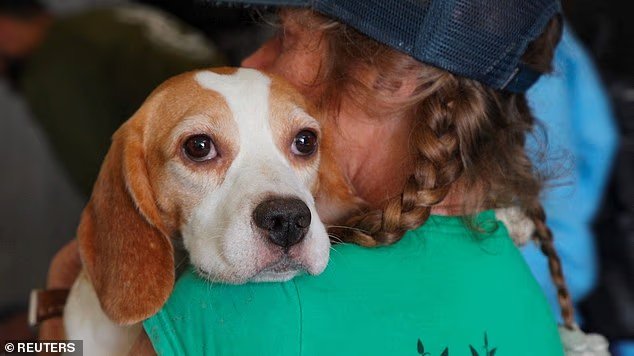 Un adorable beagle hurle pour la première fois depuis que