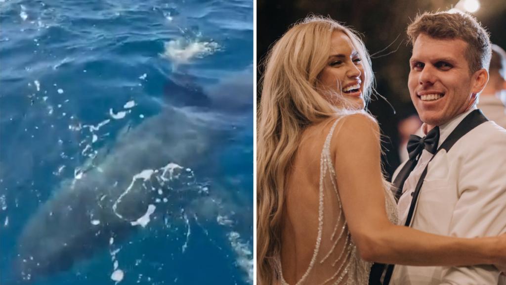 Un gran tiburón blanco acecha un barco frente a la