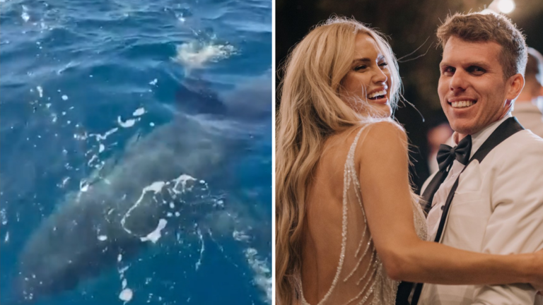 Un gran tiburón blanco acecha un barco frente a la