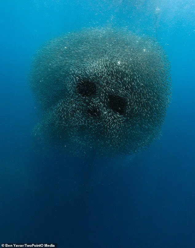 Un photographe capture le moment incroyable où une boule de