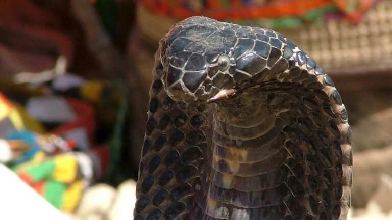 Una cobra venenosa deja en vilo la pequeña localidad francesa