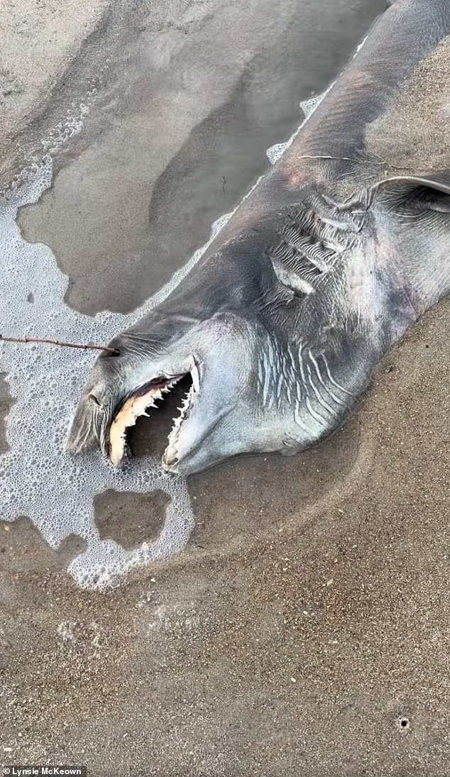 Une créature morte terrifiante avec des « dents d'aiguille »