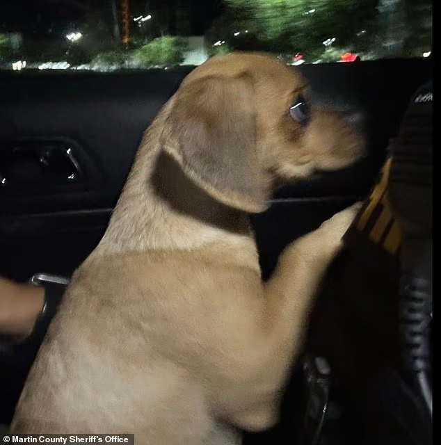 Une photo déchirante montre un chiot aux yeux de soucoupe