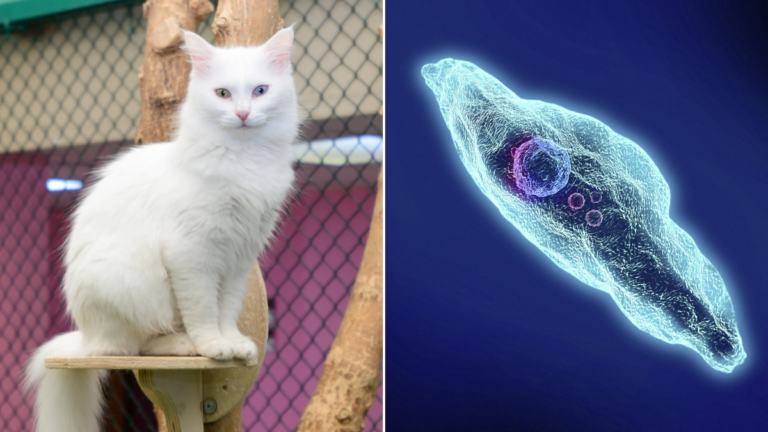 Advertencia urgente sobre enfermedades transmitidas por gatos asociadas con ceguera