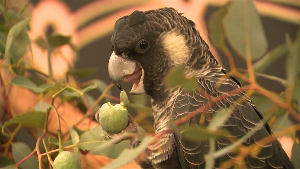 Cacatúa negra de Carnaby: nueva tecnología de identificación de aves