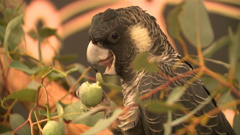 Cacatúa negra de Carnaby: nueva tecnología de identificación de aves