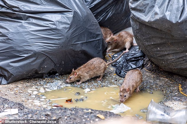 Des rats d'égout mutants se propagent dans les grandes villes