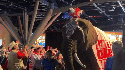 El divertido momento en que un elefante orinó por todo