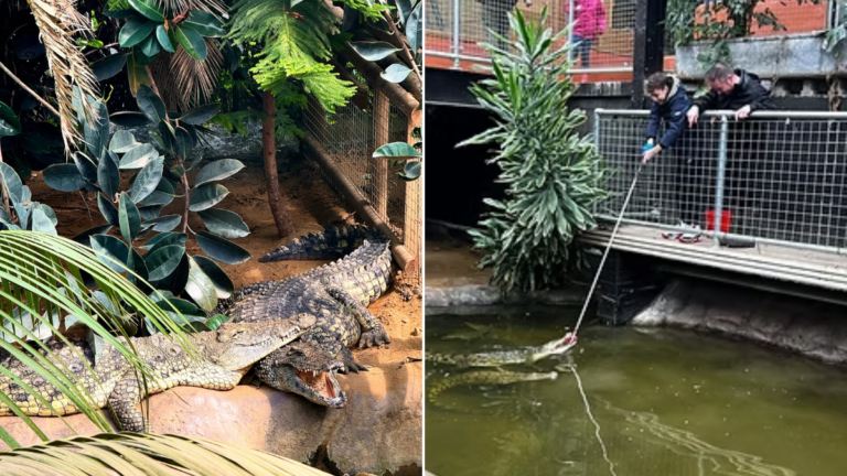 Fotos revelan que un cocodrilo encubrió a un niño de