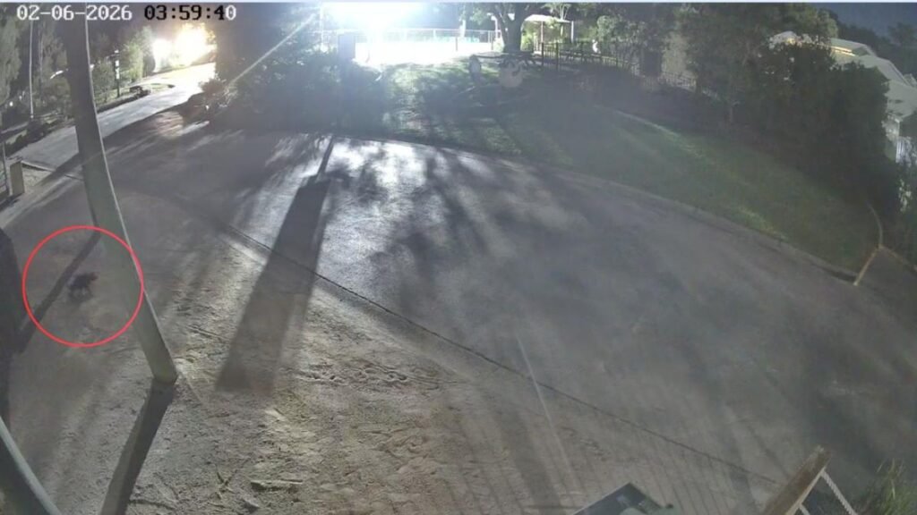 La Demonio de Tasmania Mary fue capturada por CCTV mientras