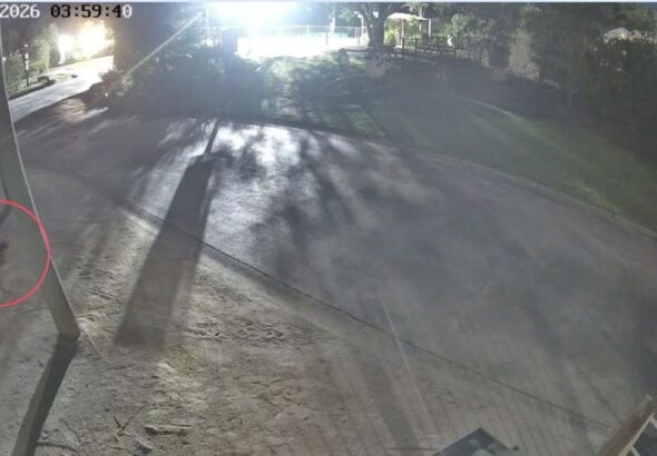 La Demonio de Tasmania Mary fue capturada por CCTV mientras