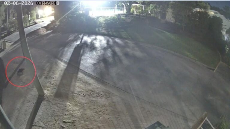 La Demonio de Tasmania Mary fue capturada por CCTV mientras