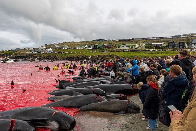 La mer devient rouge de sang alors que les habitants