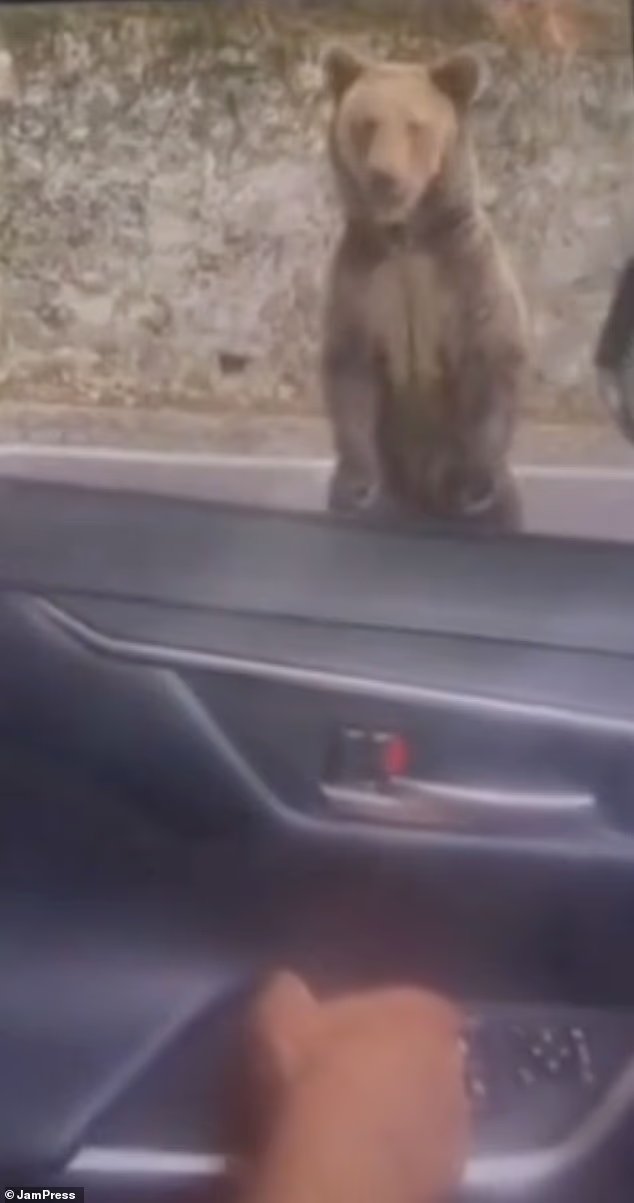 Le moment où un touriste hurlant est mutilé par un