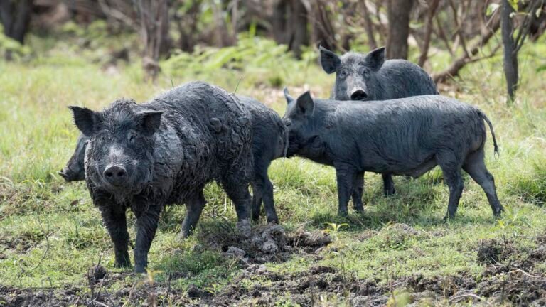 Los agricultores piden ayuda para el número "increíble" de cerdos