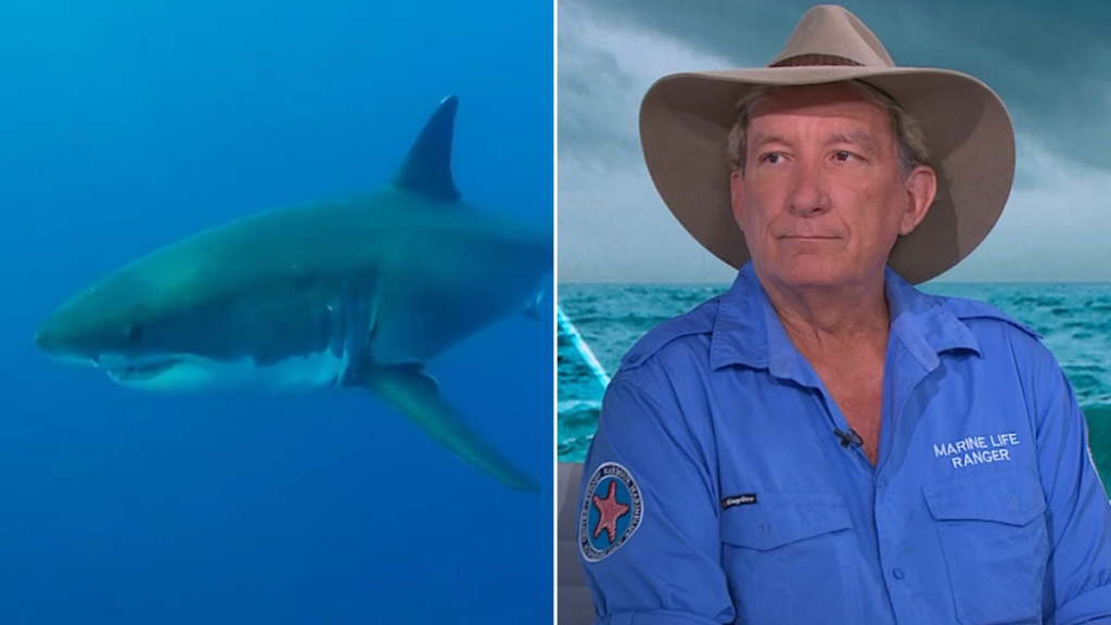 Los expertos marinos advirtieron que los australianos podrían atraer tiburones