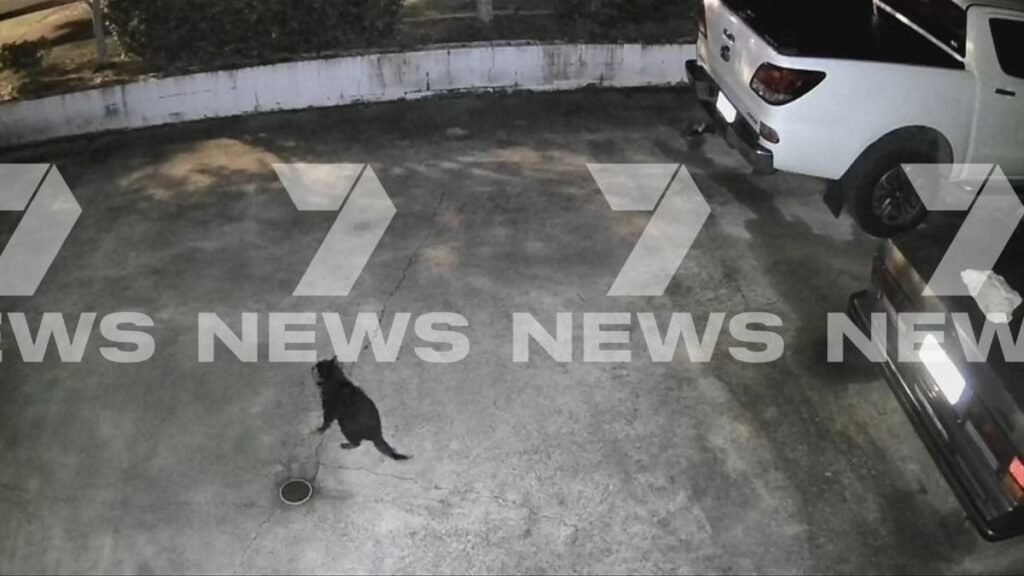 Marie, el demonio de Tasmania desaparecido, fue encontrada vagando por