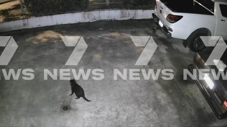 Marie, el demonio de Tasmania desaparecido, fue encontrada vagando por