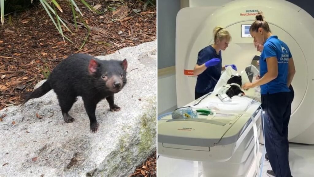 Mary, la demonio de Tasmania, recibe tratamiento especializado tras semanas