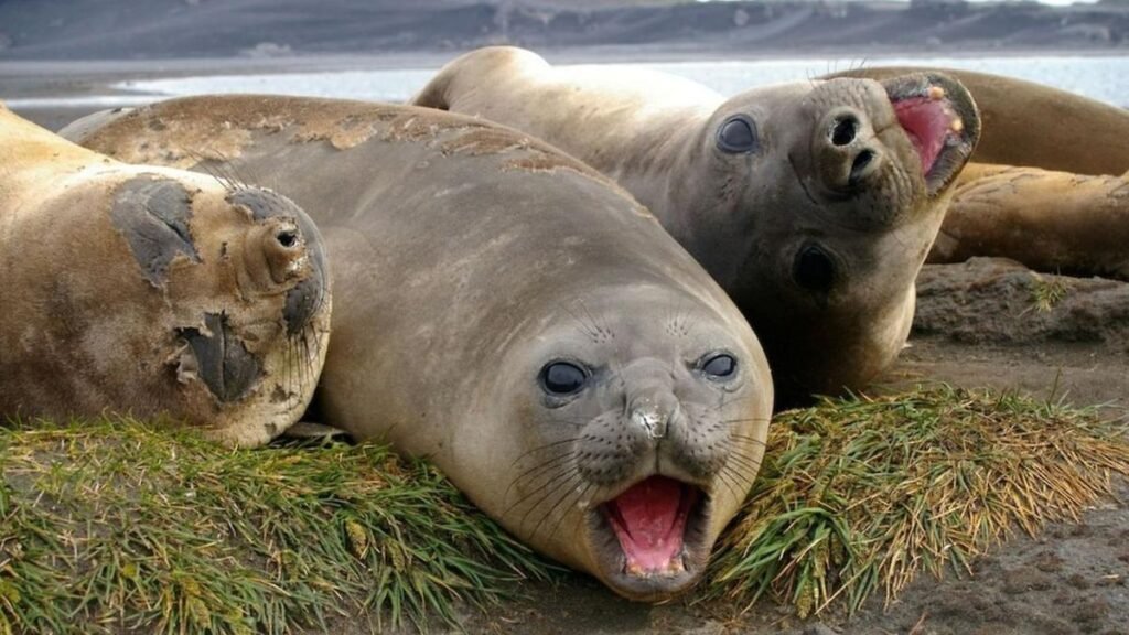 Miles de crías de foca fueron aniquiladas después de que