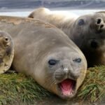 Miles de crías de foca fueron aniquiladas después de que