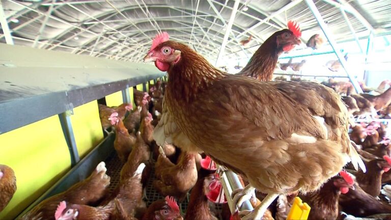 Papúa Nueva Guinea suspende las importaciones de aves de corral