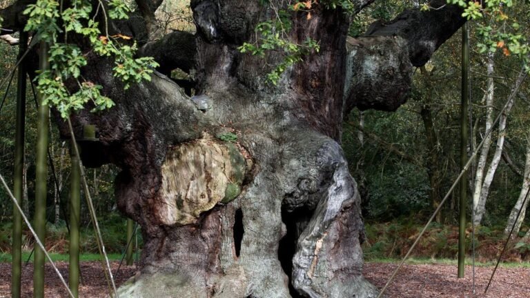 Se dice que un antiguo roble albergó la muerte del