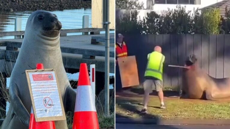 'Simplemente déjalo': Neil, el incidente con la foca provoca una