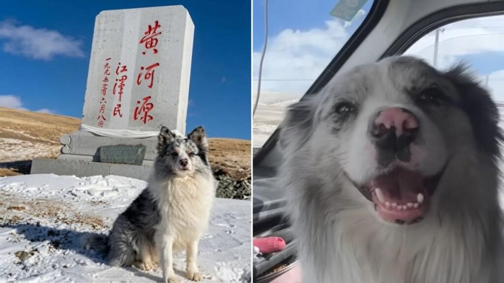 Un famoso border collie fue robado de una granja en