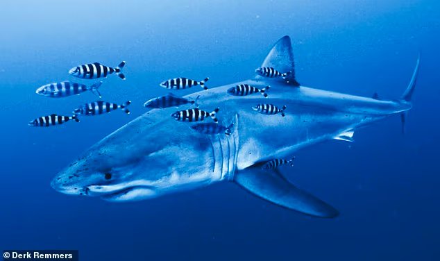 Un grand requin blanc a été observé pour la première