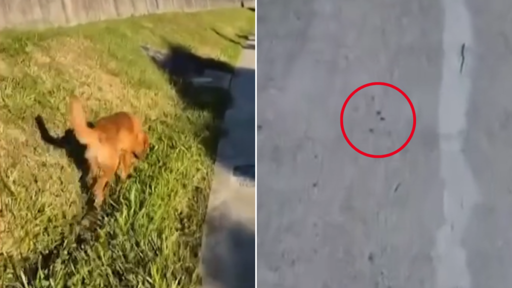 Un héroe golden retriever sigue un rastro de sangre y