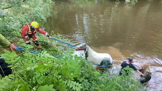 Un moment, le cheval a été transporté dans la rivière
