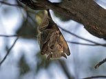 Une autre chauve-souris enragée découverte dans des quartiers surpeuplés de