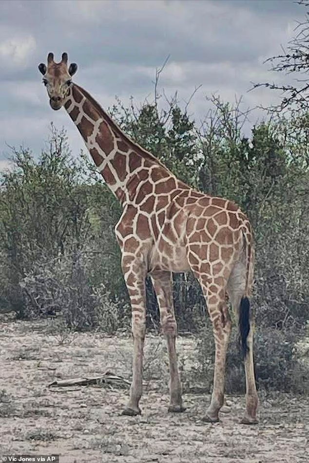 Une tournure farfelue dans la recherche d'une girafe en fuite