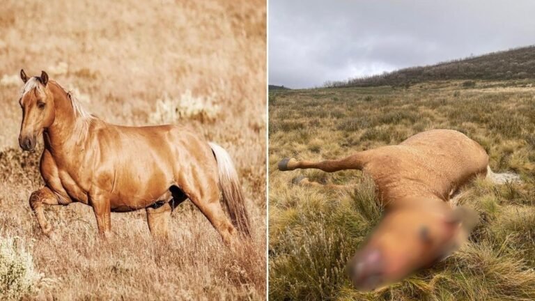 Busque al tirador misterioso mientras dos Kosciuszko Brumbies mueren aparte