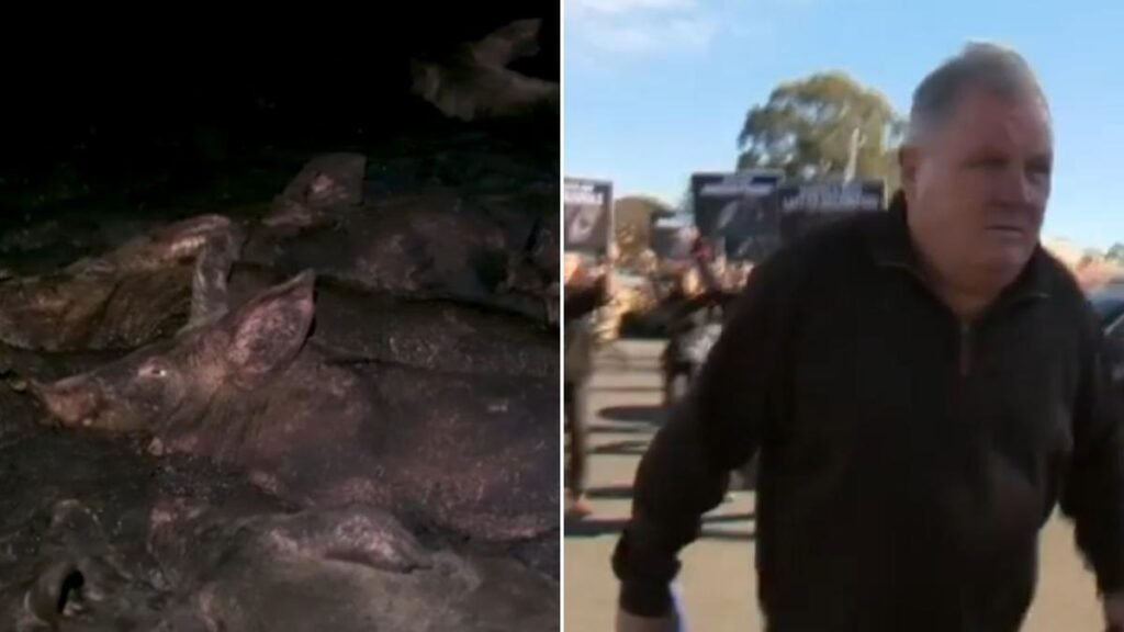 Cinco personas han sido acusadas de crueldad animal después de