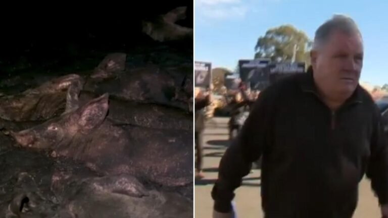 Cinco personas han sido acusadas de crueldad animal después de