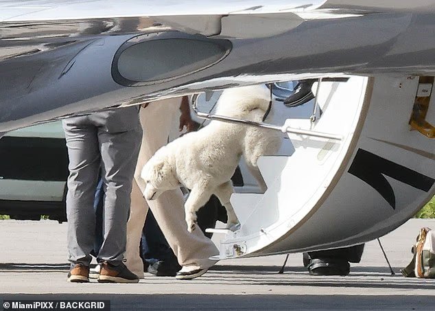 Confirmé! Le chiot TRÈS heureux de Taylor et Travis a