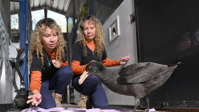'Confusión' en el manejo de aves tras confirmarse un nuevo