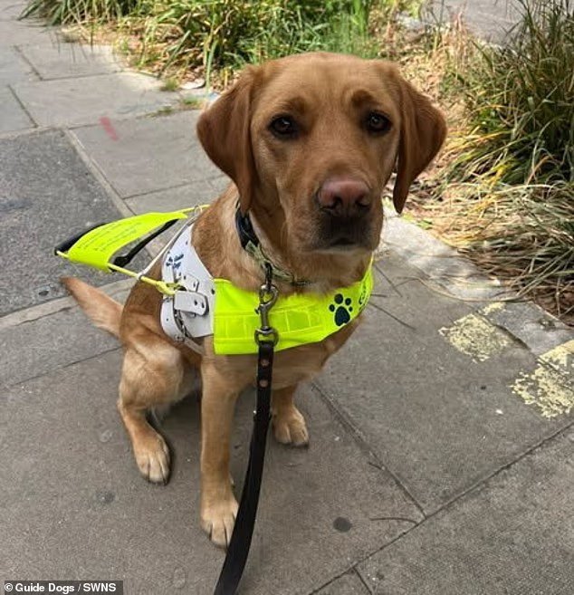 Du sur mesure ! De magnifiques chiens-guides nommés d'après les