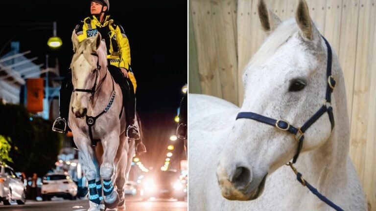 El caballo muerto de la policía de las SA, Vulcan,