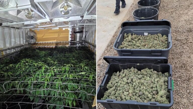 Explosión de búnker: instalación de cannabis hidropónico encontrada escondida debajo