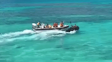Imágenes impactantes muestran una dramática pelea en el mar entre
