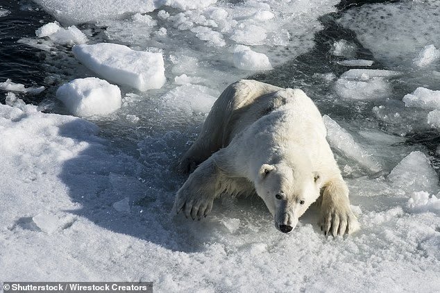 La glace de mer arctique tombe à un niveau record