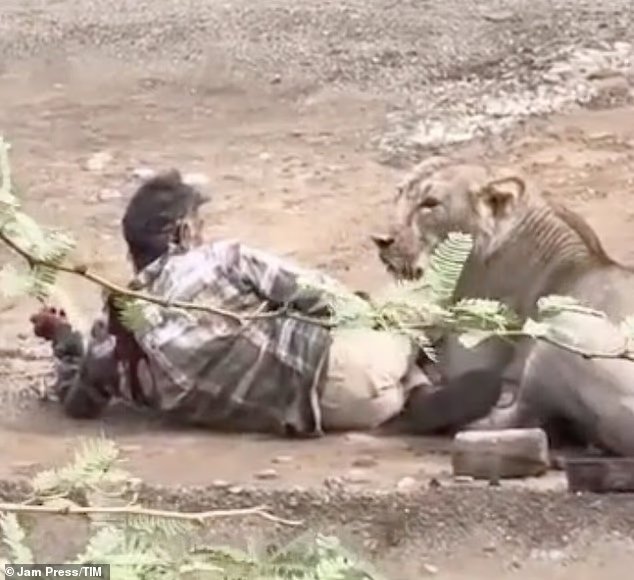 La lionne a attaqué et épinglé l'homme pendant 30 minutes...